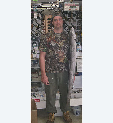 2909_Absecon Bay Sportsman Center_American Eel_Anguilla rostrata.jpg